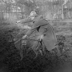 Chien sauveteur pendant la Première Guerre mondiale