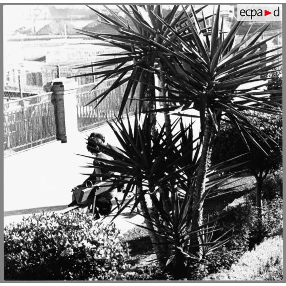 1960 - vie quotidienne à Alger - bancs publics. [légende d'origine]<br>