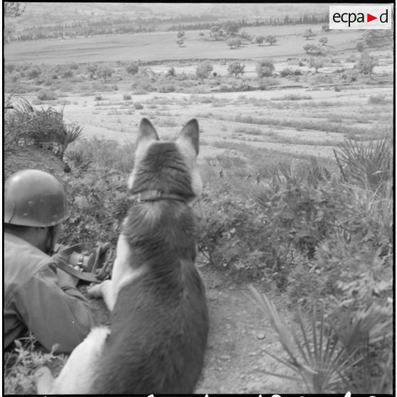 Entraînement des chiens sur terrain varié. Le chien guetteur dresse les oreilles et pointe le museau dans la direction des bruits suspects.