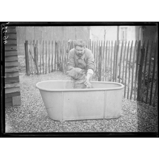 Maison-Lafitte, la société nationale du chien sanitaire et de guerre. Le chien prenant son bain. [légende d'origine]
